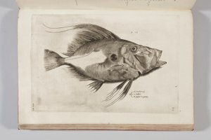 Illustration aus „Aquatilium animalium historiae, liber primus“ von Ippolito Salviani, 1554