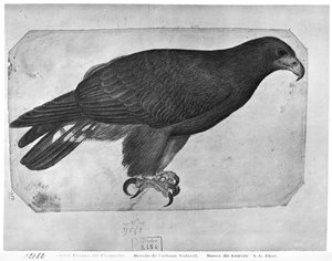 Falke, aus dem Vallardi-Album von Antonio Pisanello