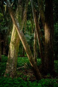 Nachmittag, Tijuca-Wald, Brasilien, 2022 von Antonio Schubert