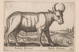 Afrikanischer Büffel von Antonio Tempesta