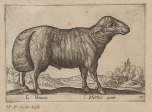Arabisches Schaf von Antonio Tempesta