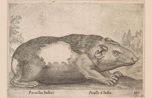 Meerschweinchen von Antonio Tempesta