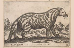 Zibetkatze
