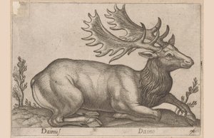 Damhirsch (Tiere und Fabelwesen, Nova raccolta de li animali piu curiosi del mondo)