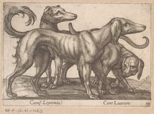 Drei Hunde
