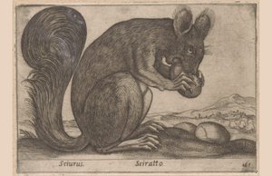 Eichhörnchen von Antonio Tempesta