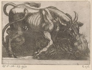 Ein Stier kämpft mit einem Löwen (Vechtende dieren)