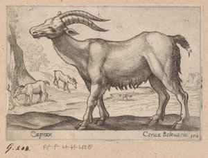 Gämse von Antonio Tempesta