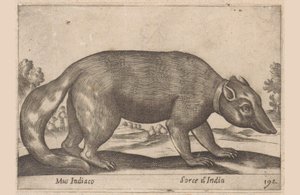 Indische Maus, Birmanischer Frett-Dachs, Tiere und Fabelwesen, Nova raccolta de li animali piu curiosi del mondo