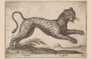 Leopard von Antonio Tempesta