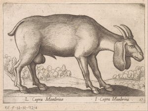 Mambrina Ziege von Antonio Tempesta