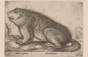 Murmeltier (Serientitel: Dieren en fabelwezens, Nova raccolta de li animali piu curiosi del mondo)