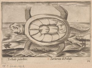 Sumpfschildkröte von Antonio Tempesta