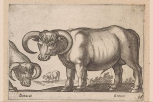 Runderen (Dieren en fabelwezens) von Antonio Tempesta