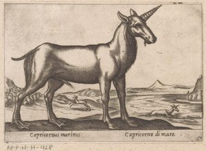 Steinbock als Meereswesen (Capricornus marinus, Tiere und Fabelwesen, Nova raccolta de li animali piu curiosi del mondo)