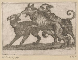 Zwei Hunde im Kampf mit einem Wolf (Vechtende dieren)