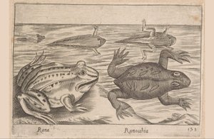 Fünf Stadien eines Frosches, Rana/Ranocchia (Titel auf Objekt), Tiere und Fabelwesen (Serientitel) von Antonio Tempesta