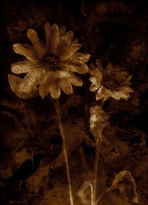 Blume von Antonius Antonius