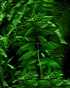 Grün-4, 2009 von Antonius Antonius