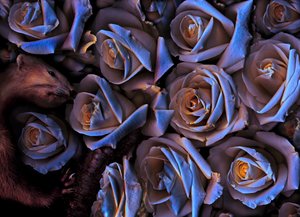 Magischer Garten Nr. 31-2, 2019