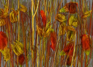 Der geheime Wald, 2014 von Antonius Antonius