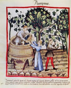 Die Weinlese aus Tacuinum Sanitatis