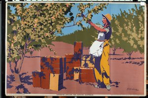 Aprikosen für die Konservierung sammeln - Australien von Archibald Bertram Webb