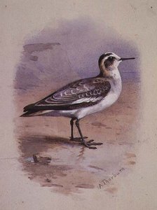 Ein Grauer Phalarope