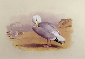 Eine Silbermöwe am Strand mit dem Bass Rock im Hintergrund von Archibald Thorburn