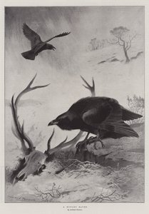 Ein hungriger Rabe von Archibald Thorburn