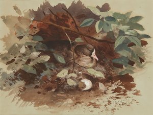 Eine nistende Gans von Archibald Thorburn