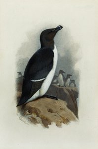 Ein Tordalk