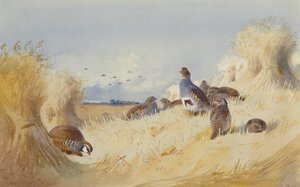 Ein rotschenkeliges Rebhuhn und eine Schar grauer Rebhühner bei Kornstiegen