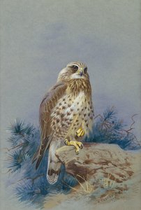 Ein Rauhfußbussard