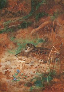 Ein Waldschnepfe und Küken im Unterholz von Archibald Thorburn