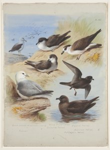 Albatros, Petrels, Sturmtaucher, Eissturmvogel, ca. 1915 von Archibald Thorburn