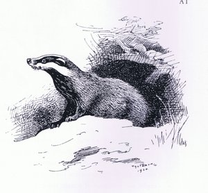Dachs, veröffentlicht von Book Club Associates