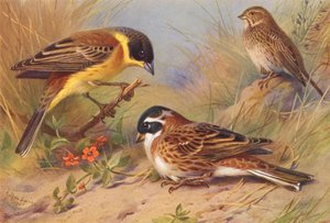 Schwarzkehlammer, Grauammer, Waldammer von Archibald Thorburn