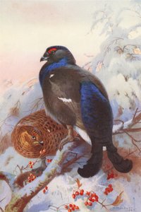Auerhahn (männlich und weiblich) von Archibald Thorburn
