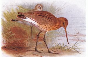 Sichelstrandläufer, aus Vögel der Britischen Inseln und ihre Eier, veröffentlicht von Frederick Warne & Co Ltd, 1958