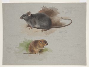 Schwarze Ratte und Orkney-Wühlmaus, ca. 1915