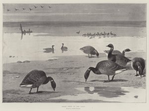 Ringelgänse an der Küste von Archibald Thorburn