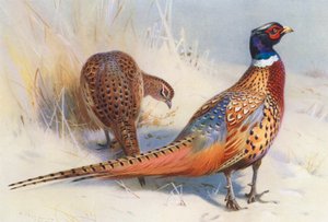 Chinesischer Ringfasan (männlich und weiblich) von Archibald Thorburn