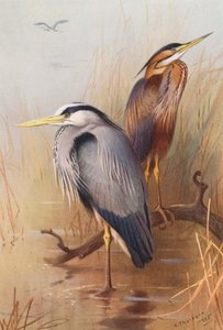 Graureiher, Purpurreiher von Archibald Thorburn
