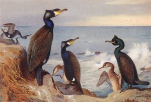 Kormoran (adult und unreif), Krähenscharbe (adult und unreif) von Archibald Thorburn