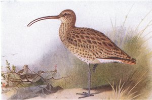 Großer Brachvogel, aus Vögel der Britischen Inseln und ihre Eier, veröffentlicht von Frederick Warne & Co Ltd, 1958