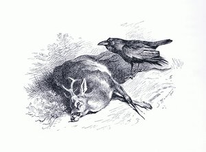 Totes Reh und Rabe, aus Thorburn
