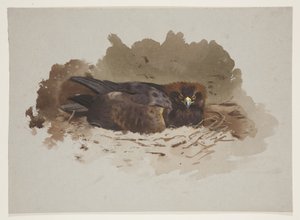 Adler im Nest, ca. 1915 von Archibald Thorburn