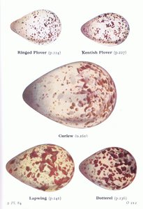 Eier: Sandregenpfeifer, Seeregenpfeifer, Großer Brachvogel, Kiebitz, Mornellregenpfeifer, aus Vögel der Britischen Inseln und ihre Eier veröffentlicht von Frederick Warne & Co Ltd, 1958