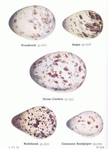 Eier: Waldschnepfe; Bekassine, Triel, Rotschenkel, Flussuferläufer, aus Vögel der Britischen Inseln und ihre Eier veröffentlicht von Frederick Warne & Co Ltd, 1958